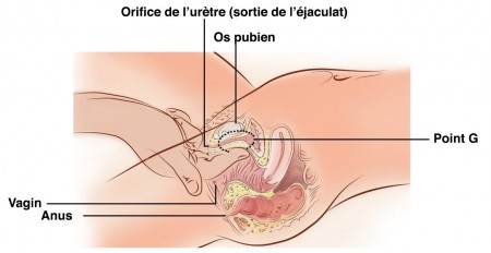 crochet éjaculation féminine
